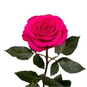 Rosas queenberry Colombiana