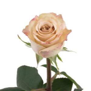 Rosas Quicksand Colombianas